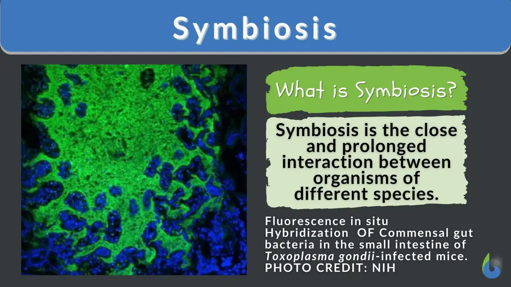 Hubungan Simbiosis di Alam