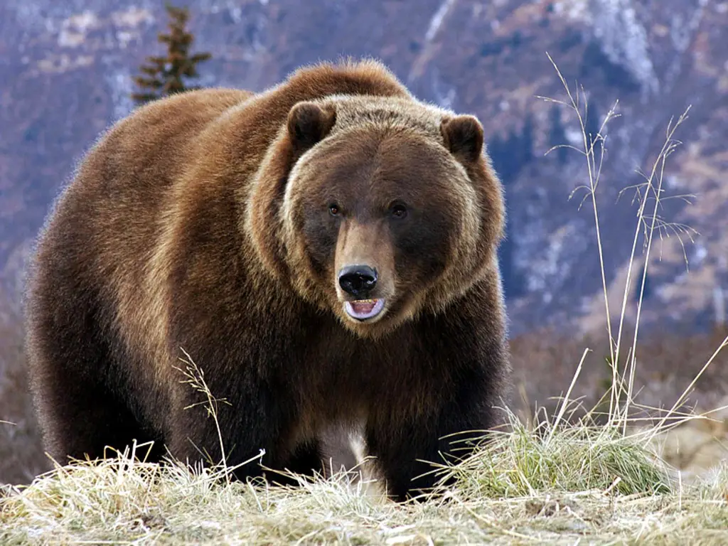 Beruang Grizzly yang besar dan kuat melambangkan kekuatan Hulk