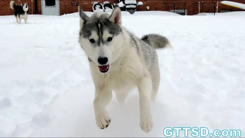 Anjing Husky bermain di salju