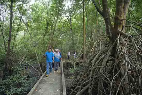 Keindahan Hutan Mangrove di Dumai