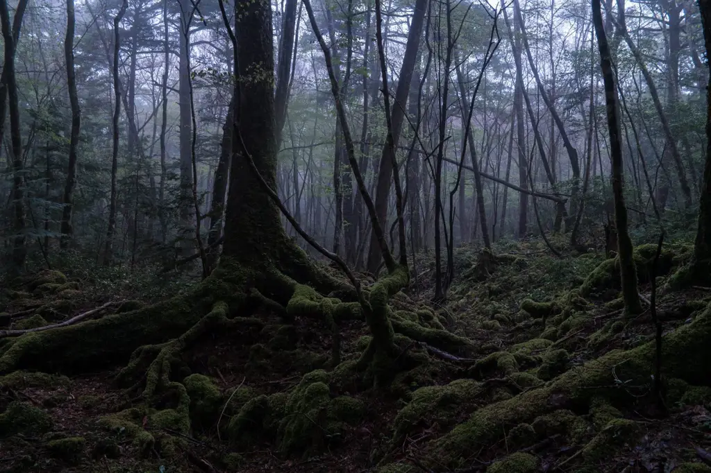 Gambar hutan Jepang yang menyeramkan