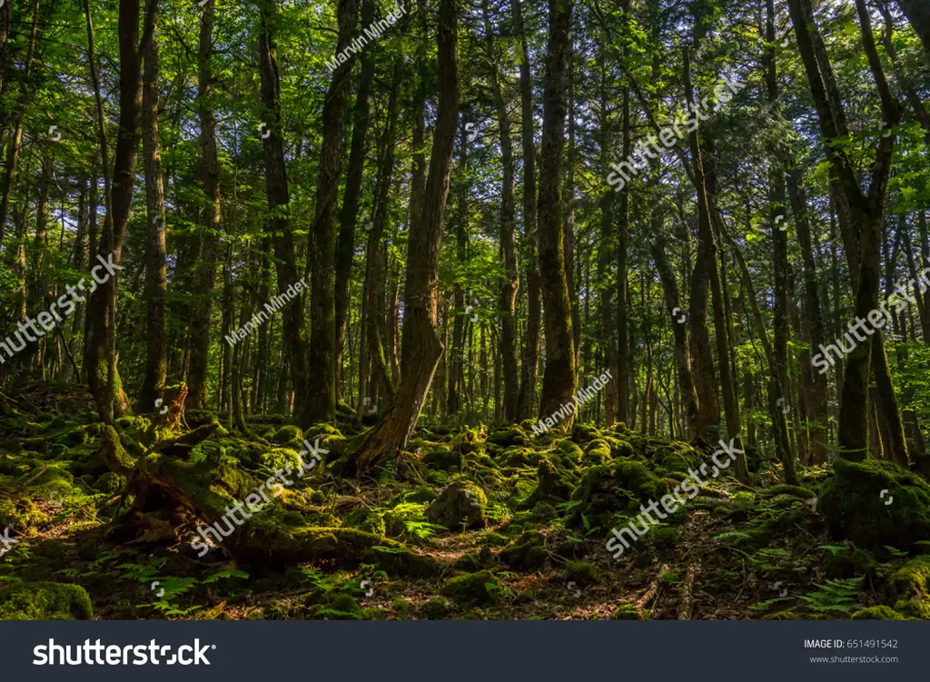 Hutan Jepang yang gelap dan misterius, cocok untuk latar game horor