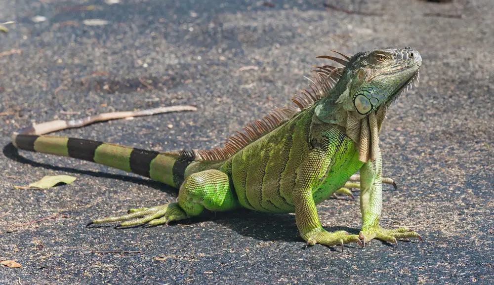 Iguana dengan kepala kecil dan tubuh besar