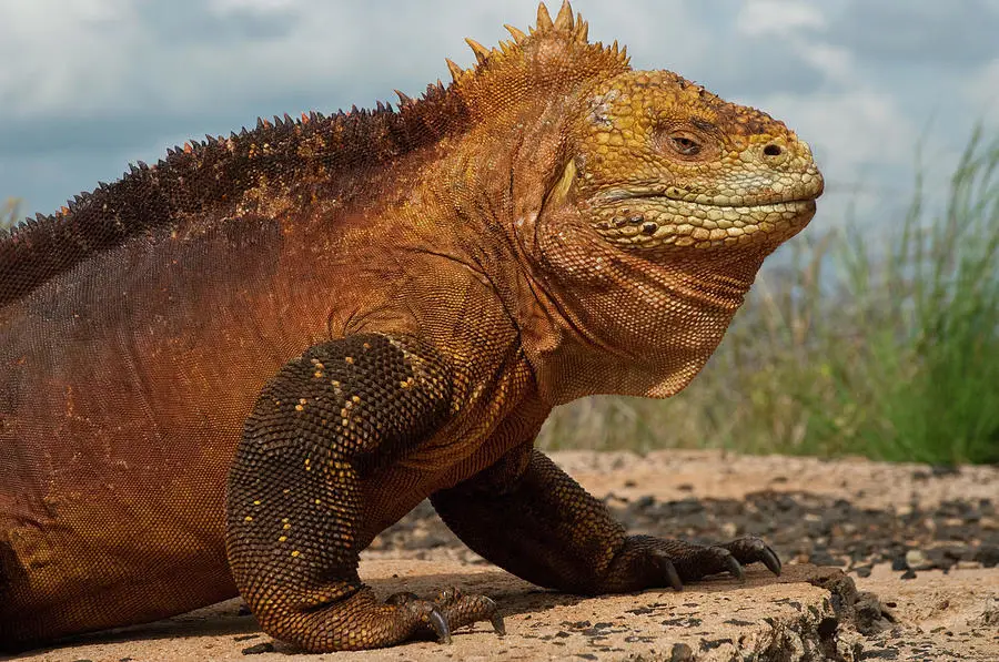 Iguana darat Galapagos