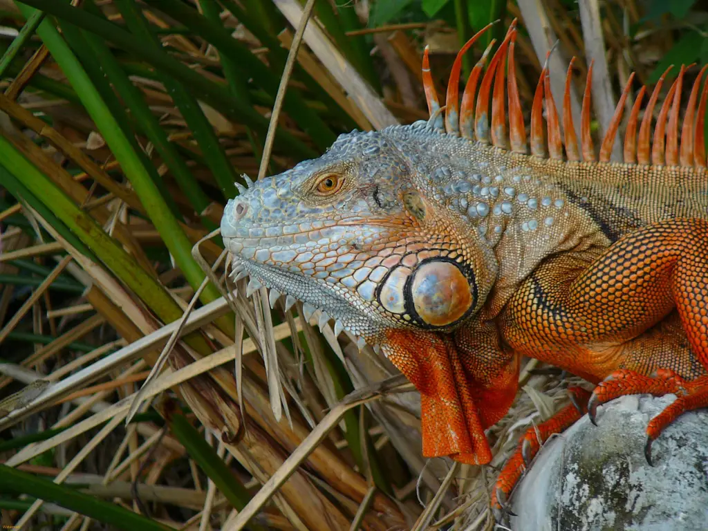 Iguana Hijau