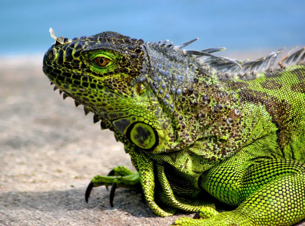 Iguana, kadal dengan sisik berwarna-warni