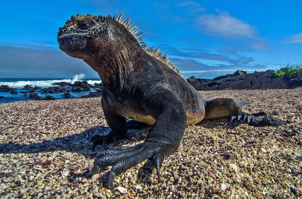 Iguana laut Galapagos