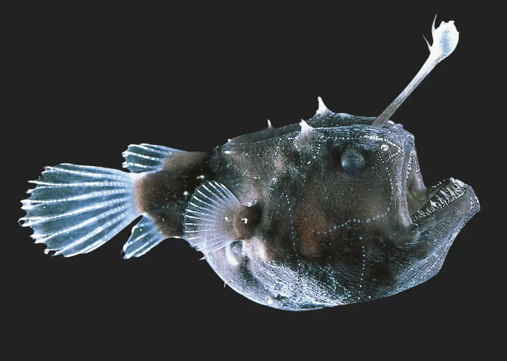 Ikan Anglerfish: Hewan laut dalam yang aneh dengan umpan bioluminesen.