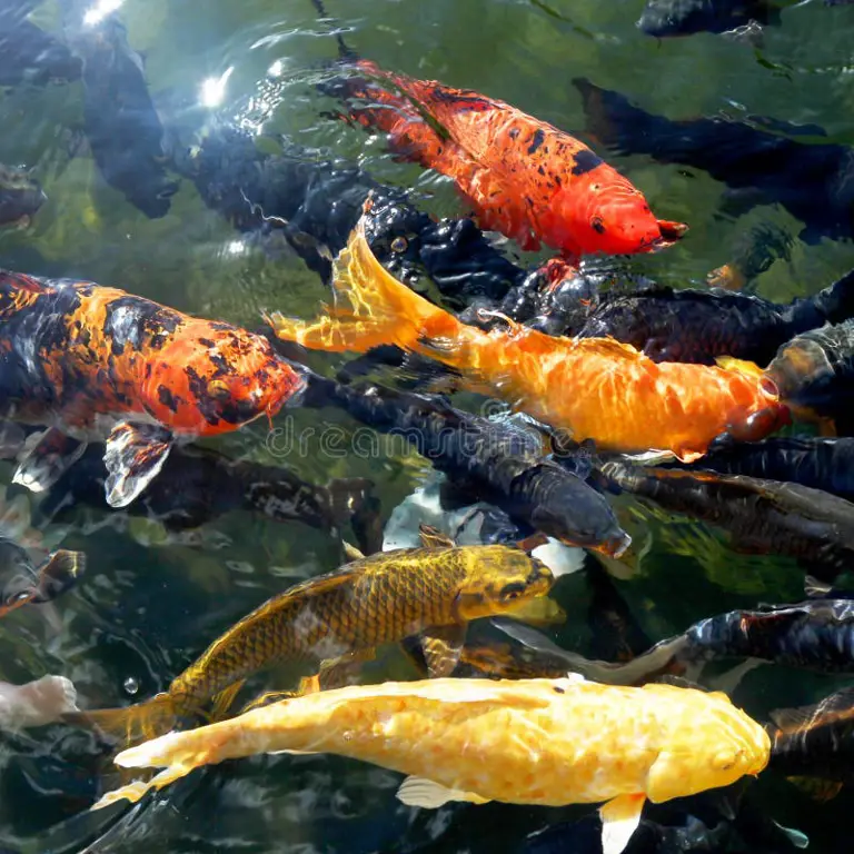 Ikan Koi di kolam