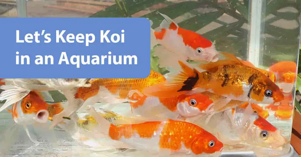 Ikan Koi yang sehat di dalam akuarium