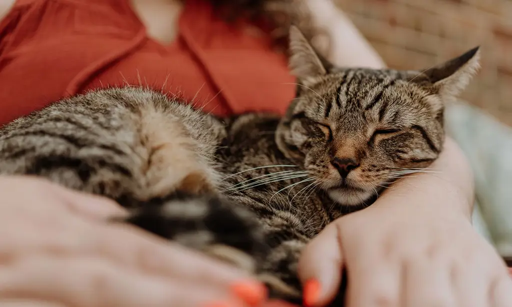 Kucing bahagia sedang dipeluk