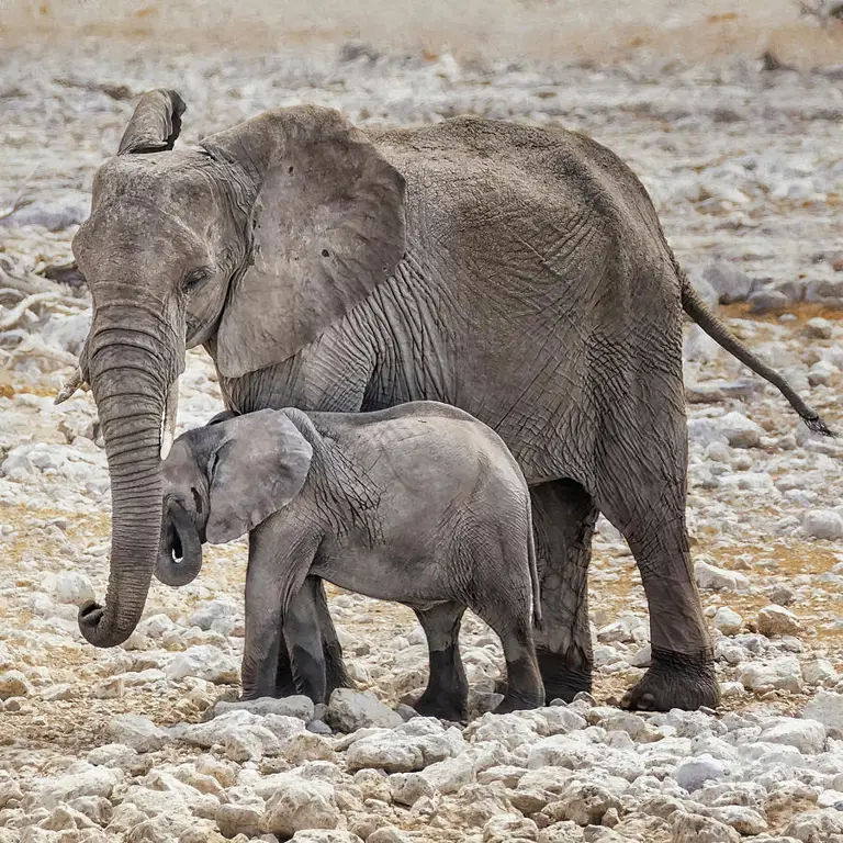 Gajah induk dan anaknya