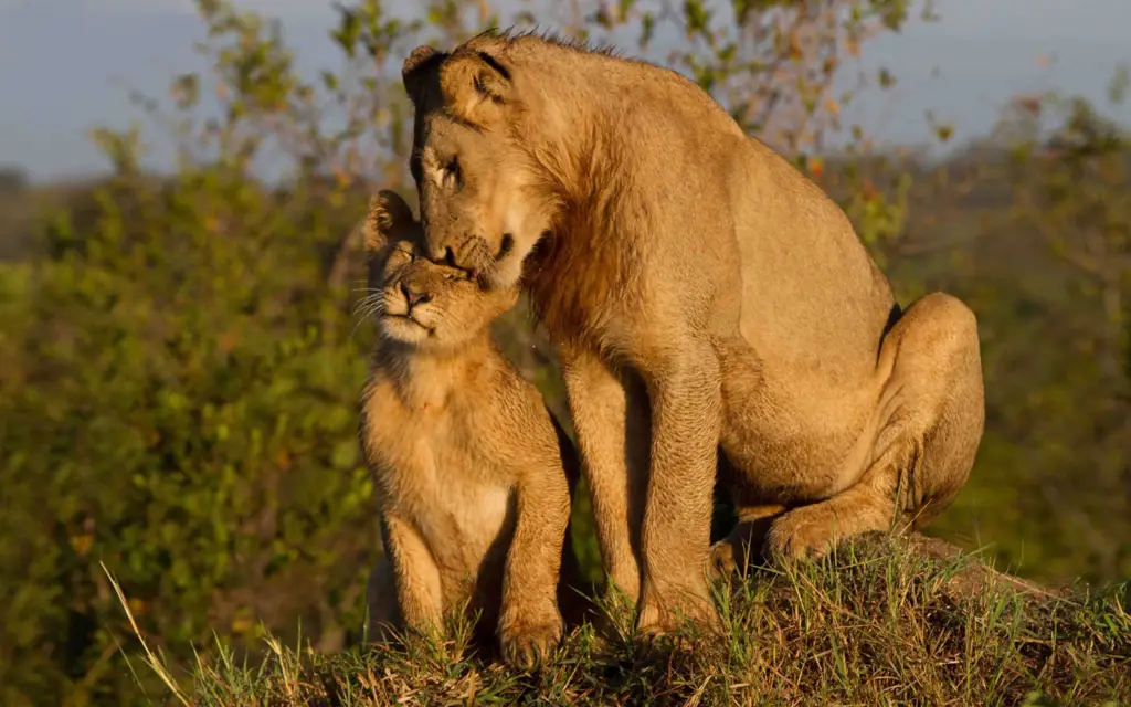 Singa betina dengan anak-anaknya