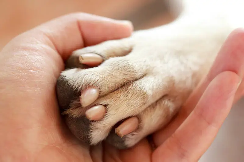 Gambar persahabatan anjing dan manusia