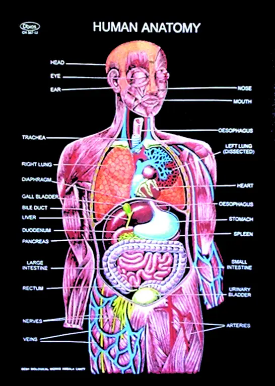 Ilustrasi anatomi manusia