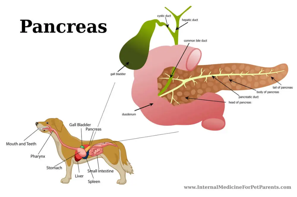 Anatomi pankreas anjing