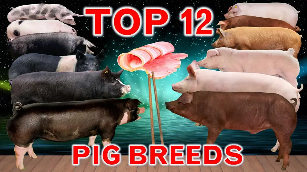 Babi-babi di Animal Farm yang memegang kekuasaan