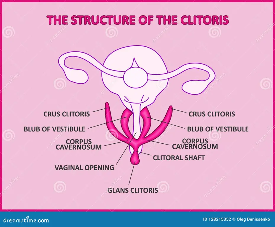 Diagram anatomi vulva wanita