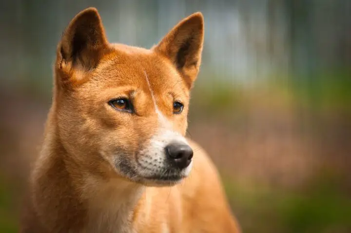 Gambar ekor anjing di Indonesia