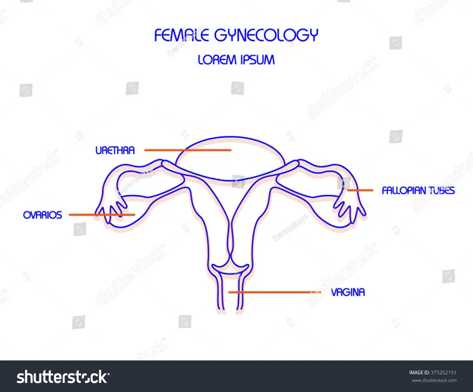 Ilustrasi medis alat kelamin