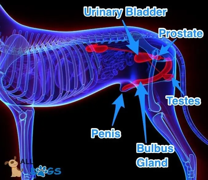 Organ dalam anjing seperti jantung, paru-paru, dan hati