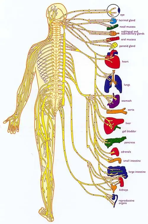 Ilustrasi perawatan chiropractic Penyesuaian chiropractic
