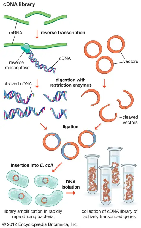 Struktur fragmen DNA