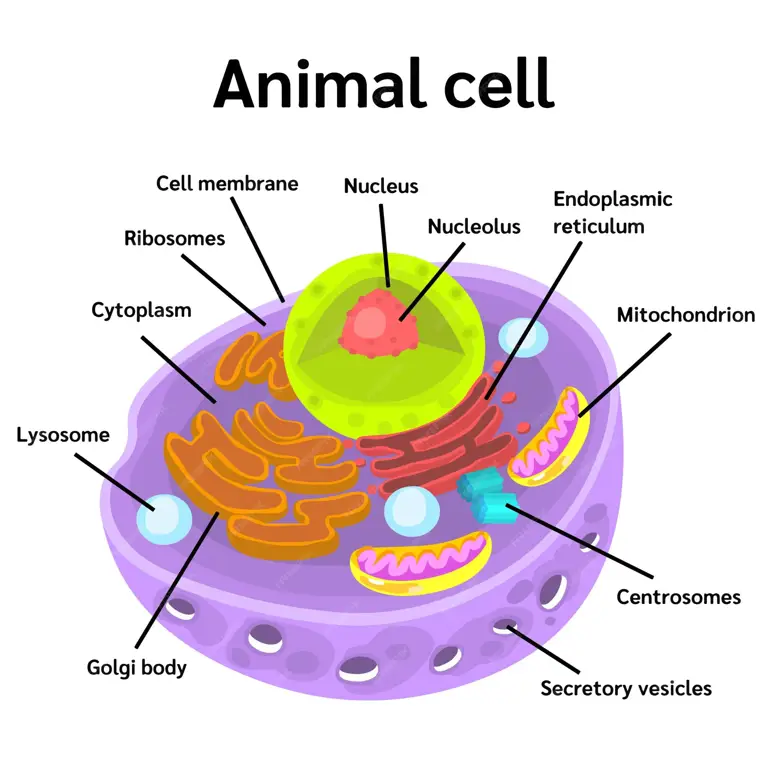 Ilustrasi struktur sel hewan