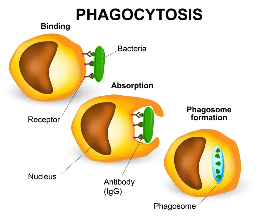 Diagram proses fagositosis