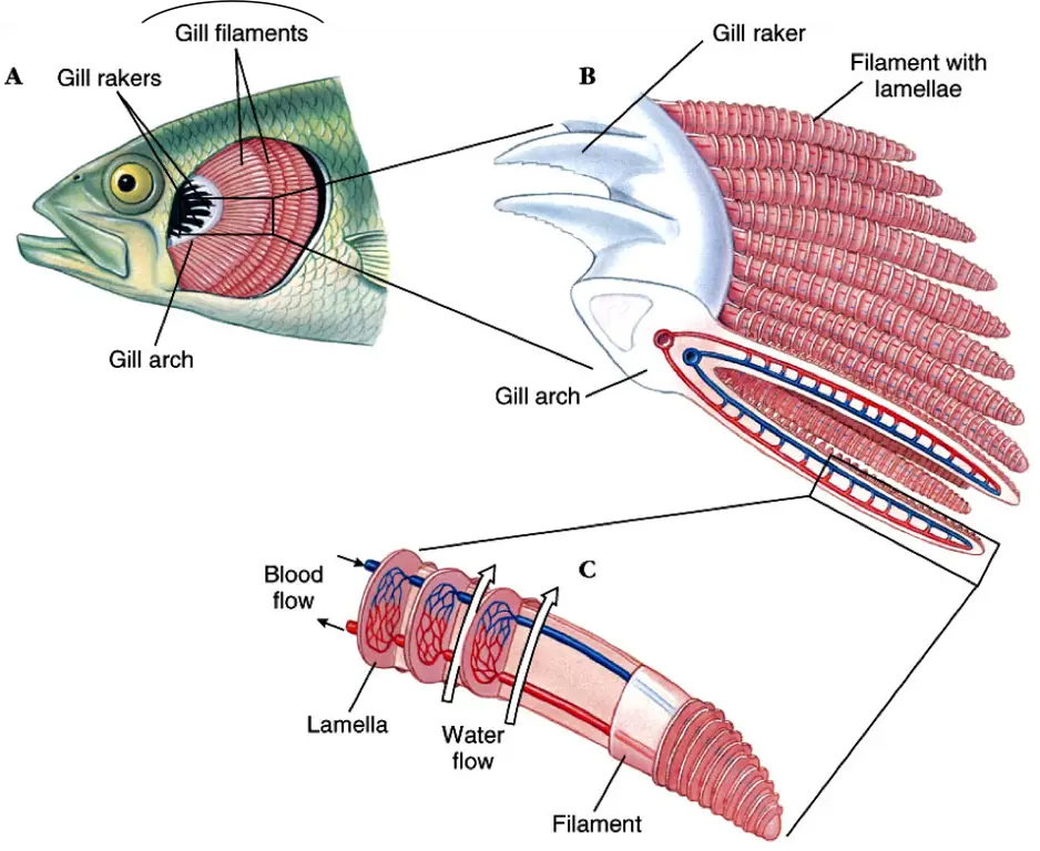 Insang ikan sebagai organ ekskresi