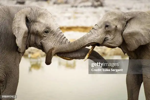 Gajah bertemu manusia