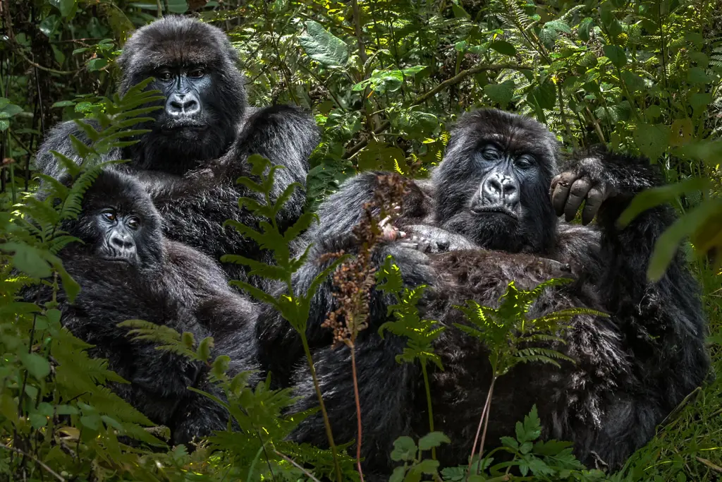 Keluarga gorila di habitat aslinya