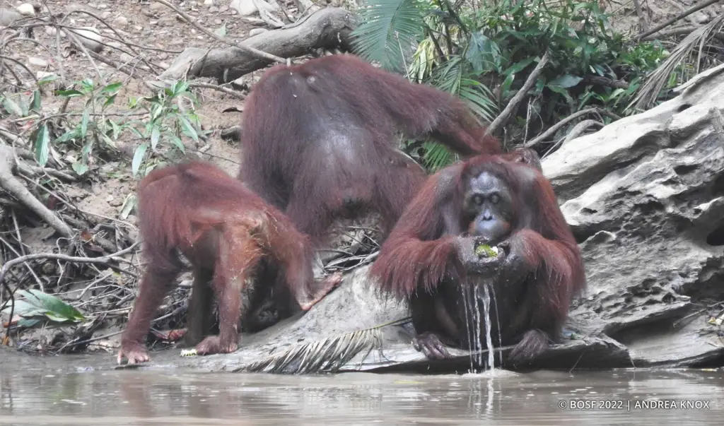 Interaksi sosial orangutan di hutan