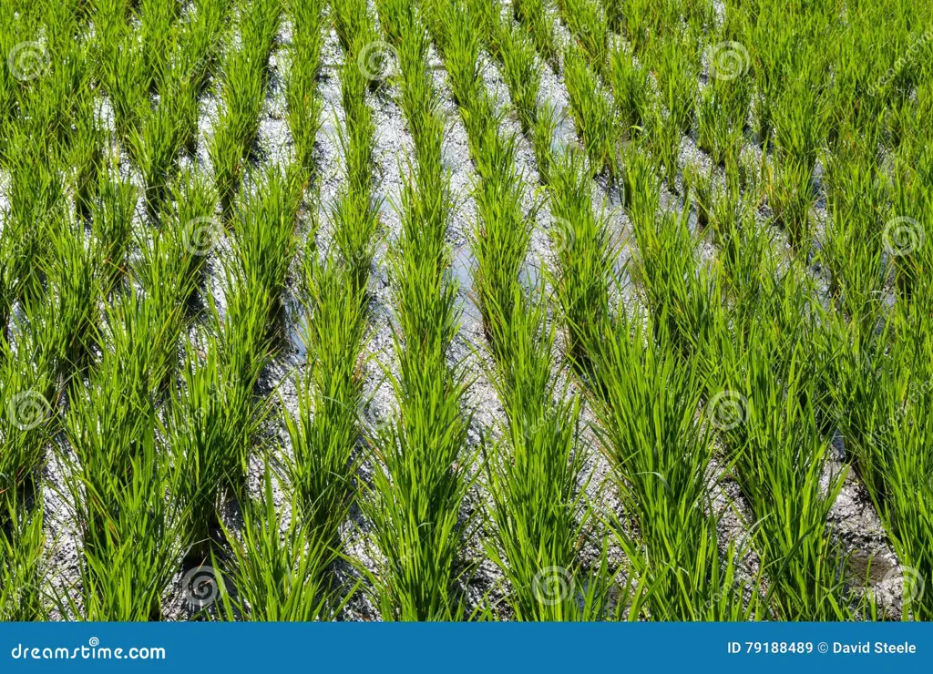 Jalan Deva Pain di sawah Indonesia.