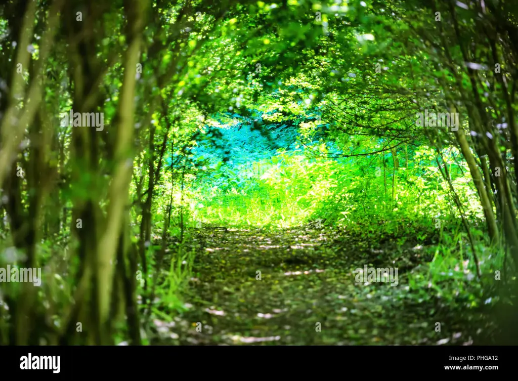 Jalan setapak di hutan magis, dipenuhi cahaya dan tanaman ajaib.