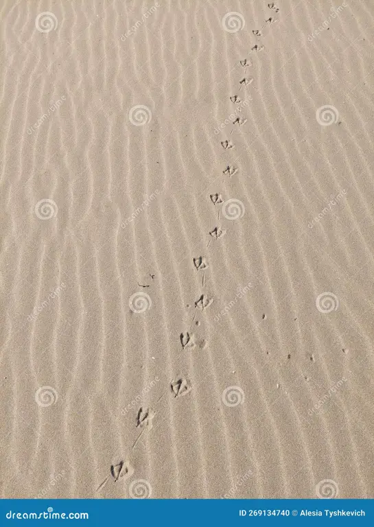 Jejak kaki burung di pasir pantai