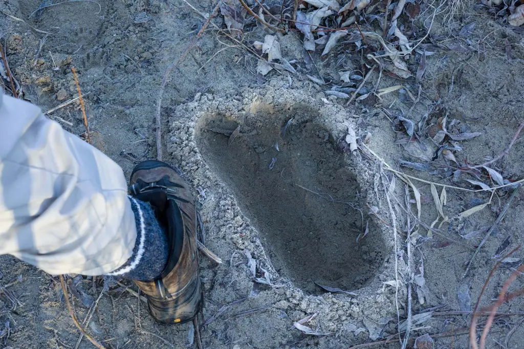 Gambar jejak kaki yang diduga milik Bigfoot.