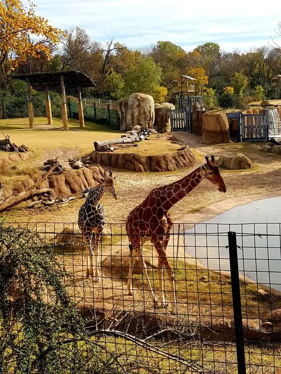 Jerapah di kandang kebun binatang Texas