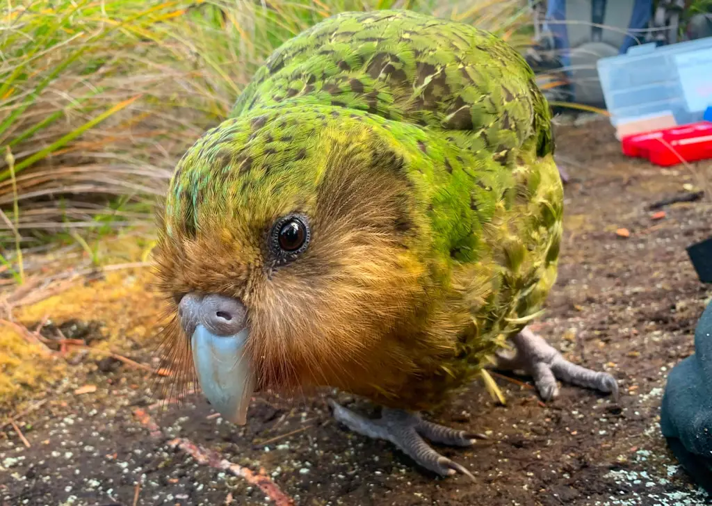 Gambar kakapo