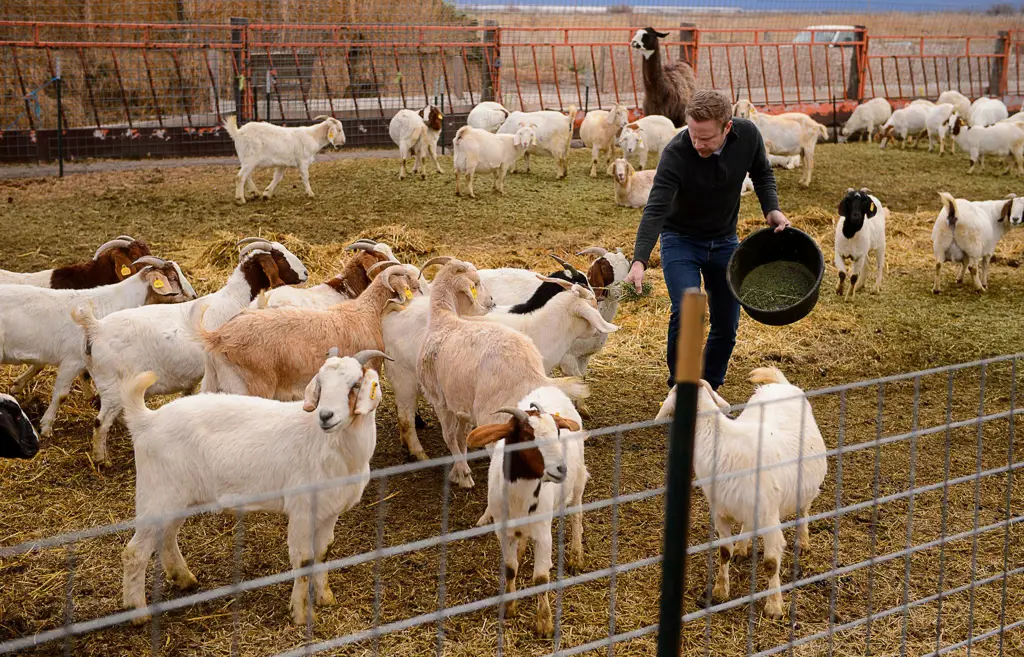 Peternakan kambing di Cedea Farm