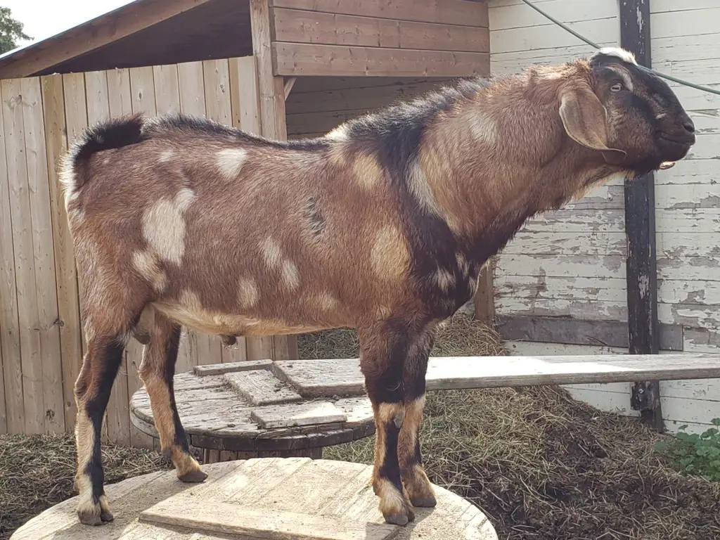 Seekor kambing liar jantan di habitat aslinya