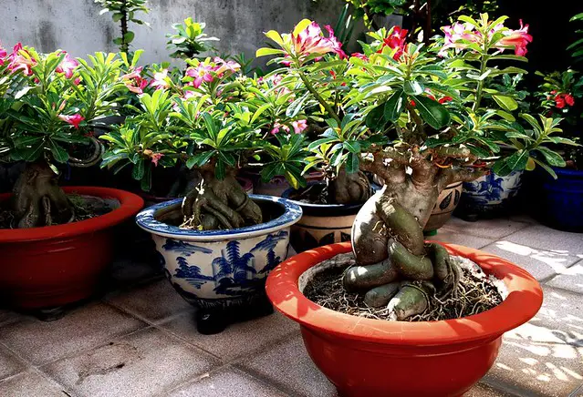 Berbagai jenis Kamboja Adenium yang dibentuk menjadi bonsai