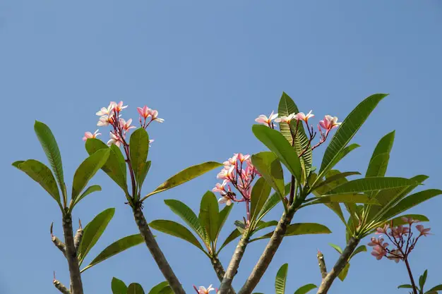 Pohon Kamboja Bali Merah yang tumbuh subur di sebuah taman