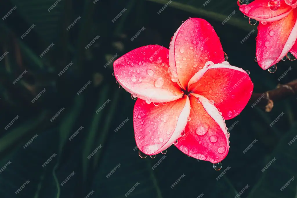 Pohon Kamboja Bali Pink yang tumbuh subur di taman