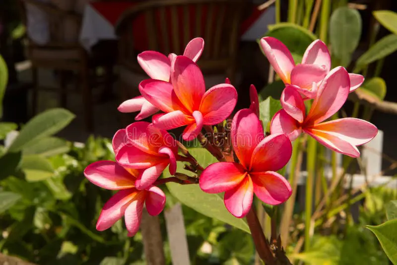 Bunga kamboja sebagai hiasan di pura atau tempat suci di Bali