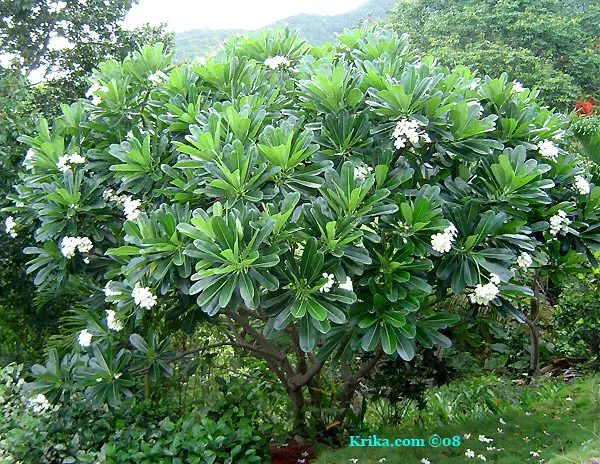 Pohon Kamboja di Taman