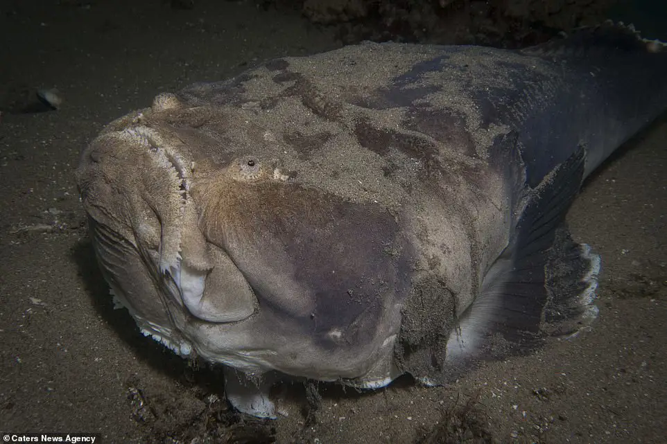 Ikan Stargazer yang Tersamar di Dasar Laut