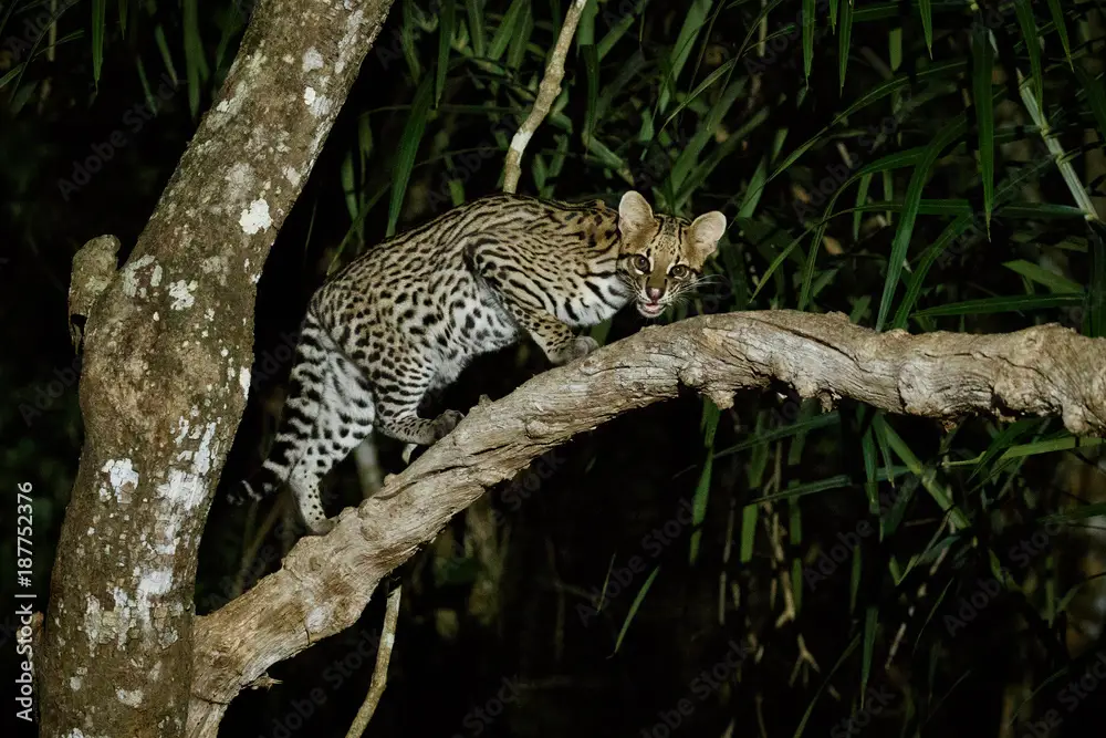 Ocelot bersembunyi di hutan