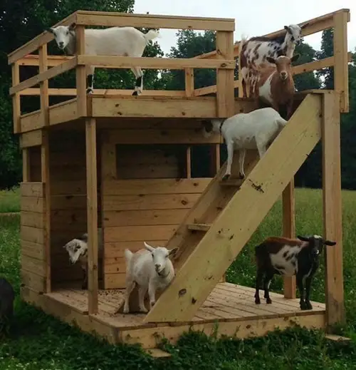 Kambing-kambing di peternakan Cedea