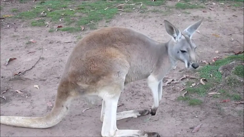 Kanguru di taman yang luas